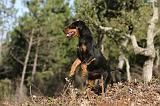 JAGDTERRIER ALLEMAND 070